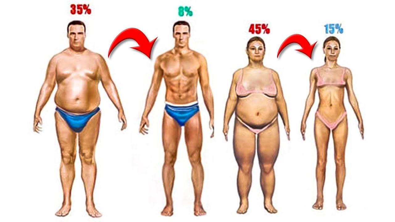 Сколько откладывается жир. Где откладывается жир у мужчин и женщин. Где откладывается жир у мужчин. Как выглядит жир человека. Как откладывается жир в организме мужчины.