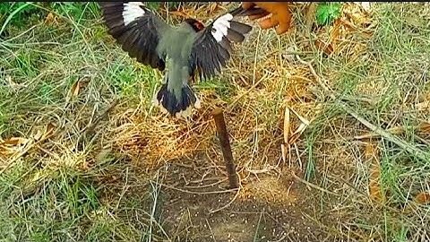 Maina pakshi ka unique bird trap chidit pakdaneka to....🦜🐦