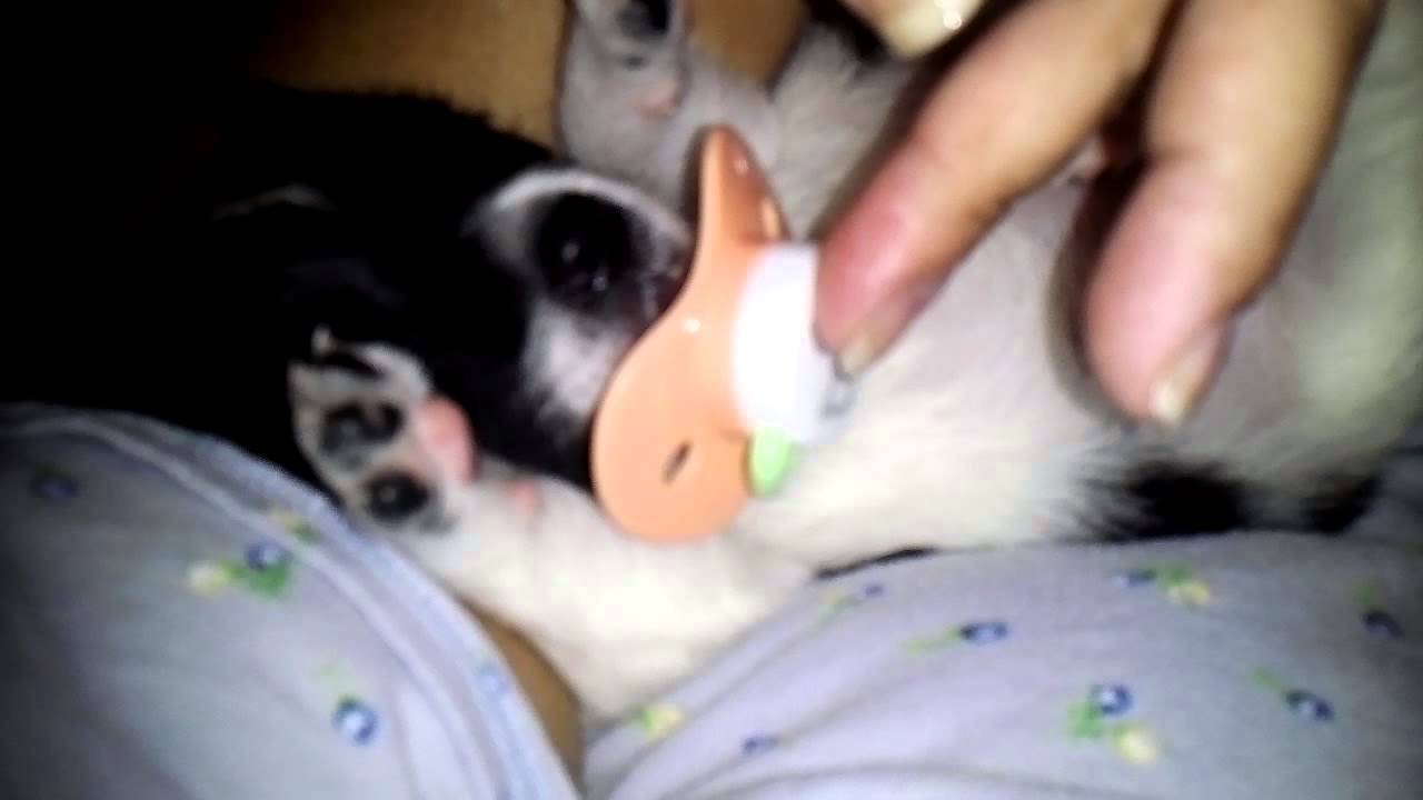 My puppy like to sucking his pacifier after he ate YouTube