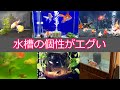 【みんなの水槽】これぞアクアリウム！？みんなの水槽の個性を覗く。マガイマガドが倒せない