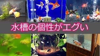 【みんなの水槽】これぞアクアリウム！？みんなの水槽の個性を覗く。マガイマガドが倒せない