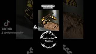 Mud dauber wasp nest making process 🤯 #wasp #muddauber