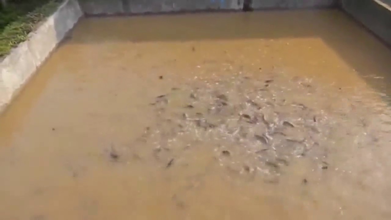 Cara Ternak Lele Padat Tebar Uk 3x4 Bisa Muat 12 Rb Ekor Lele 