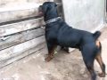 Rottweiler Bronco de 1 año.wmv