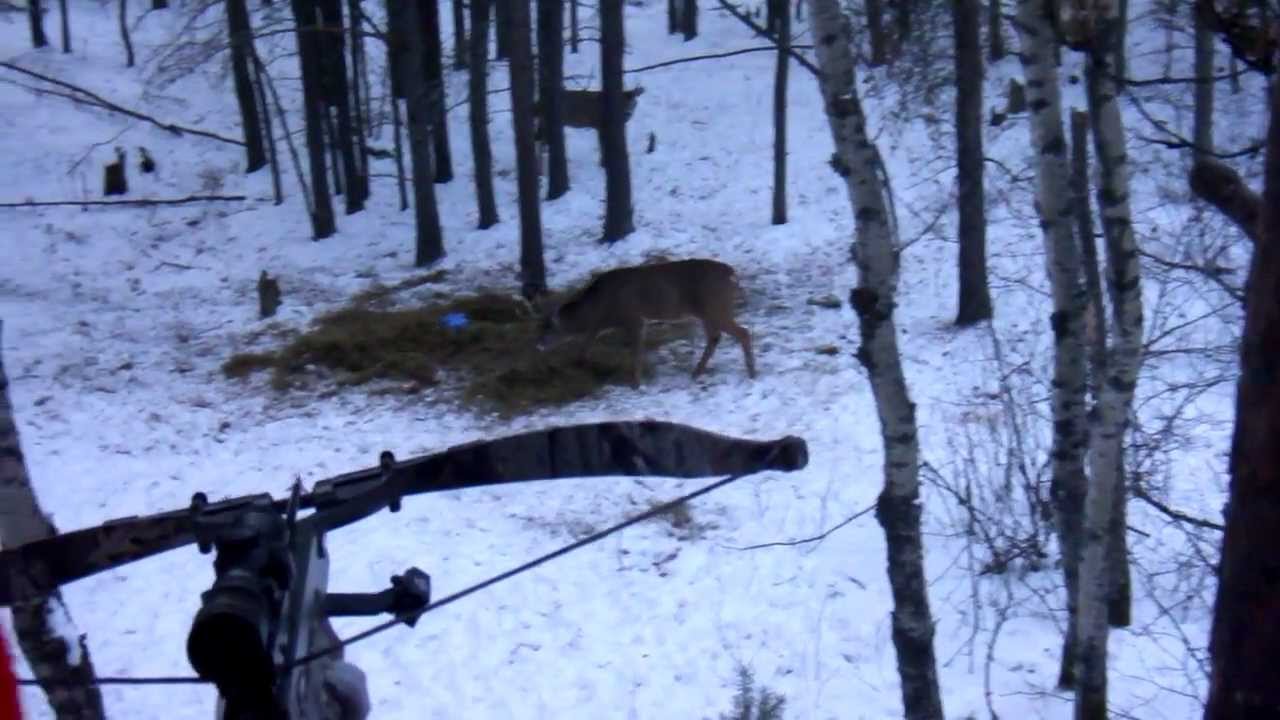 Biggest Whitetail Kill YouTube