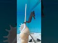 🐠😱 My Male Seahorse Is PREGNANT?! Baby Seahorses Are Coming! 🍼✨#shorts #usa #america #usashorts