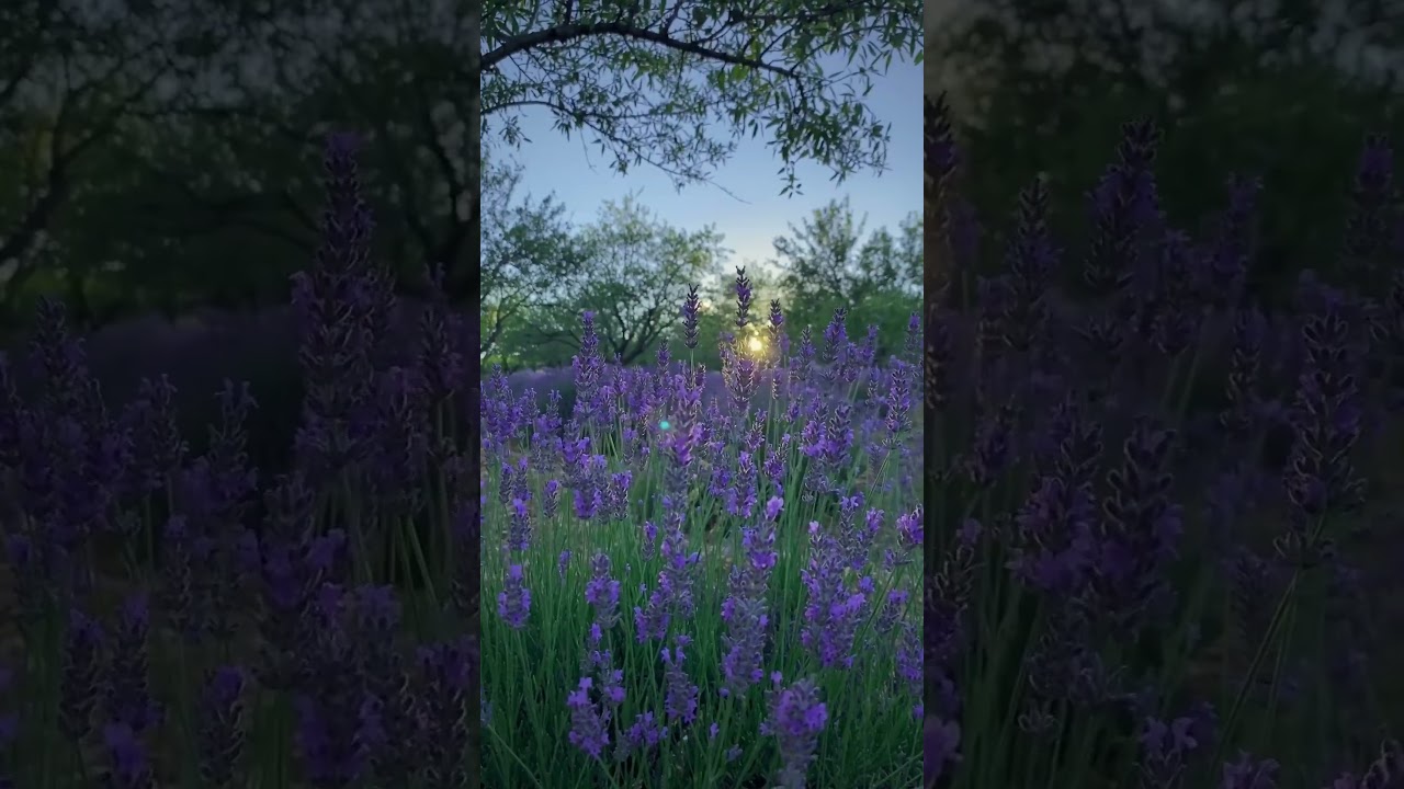 Ver fragrant lavender, chirping crickets #shorts en YouTube Ver fragrant lavender, chirping crickets #shorts en YouTube