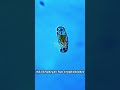 "ये जिव स्पेस में भी जिंदा रह सकता है! | Tardigrade - Nature's Super Survivor" #shorts #spacelive
