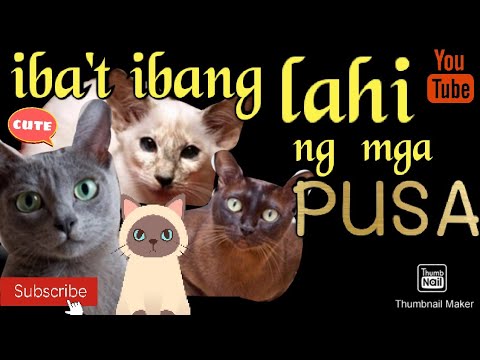 Video: Ano Ang Hitsura Ng Lahat Ng Mga Lahi Ng Pusa