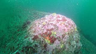 Lost Fishing Net Strewn Across the Salish Sea Floor Near San Juan Island by SeaDoc Society 729 views 8 months ago 58 seconds