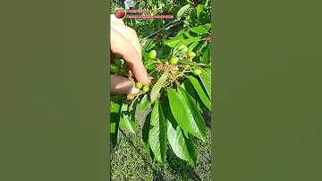 Обработка черешни и вишни от вишневой мухи