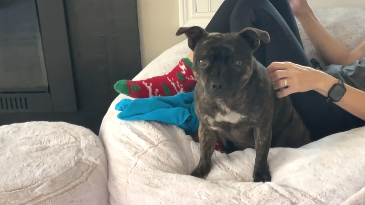 Direct Eye Contact with Staffy triggers Zoomies YouTube