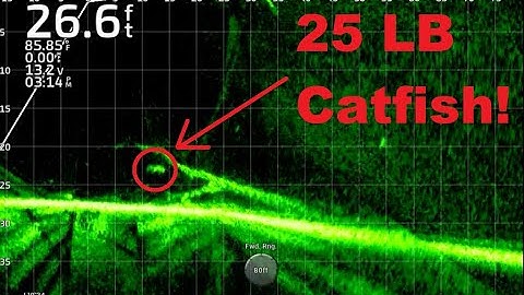 Vissen op GROTE meervallen met levend aas!!! LiveScope-beelden op volledig scherm!!! Trip #11