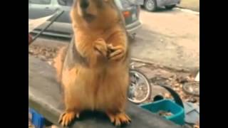 The grateful squirrel ( Funny Vines )