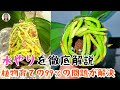 植物が枯れる原因の99％は水やりにあり、6つの注意点を避ければ植物の育ては思ったより順調、水やりを徹底解説！｜花子