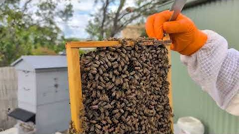 Hive Inspection Yellow31 - 11 Dec 2512
