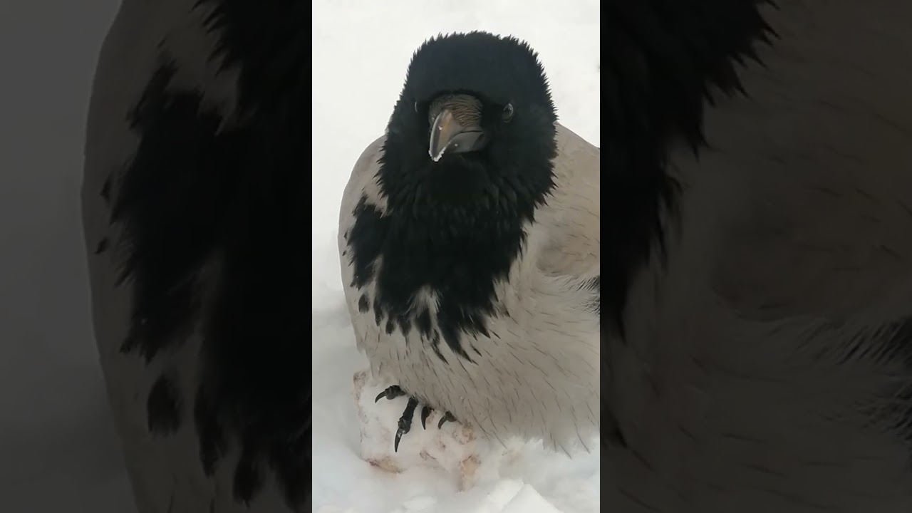 Босс на пьедестале 