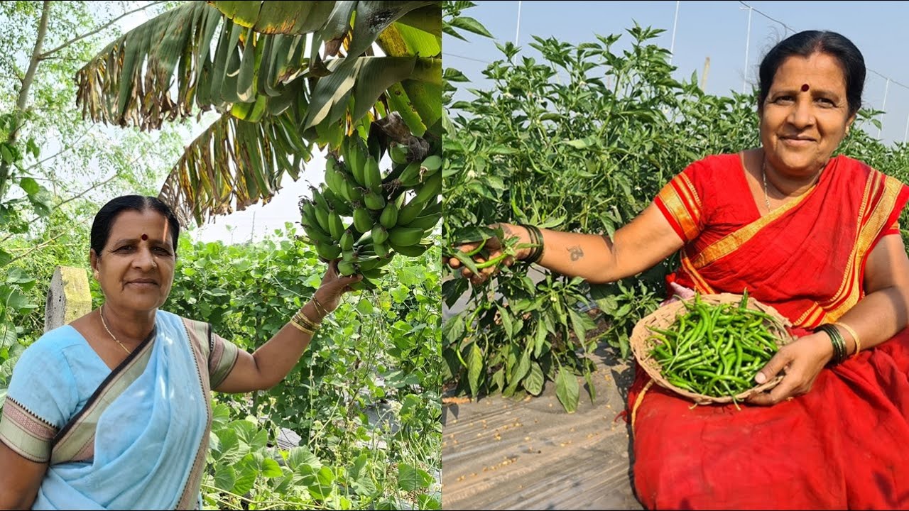 १२ एकर शेतात  आजी आणि काकूंनी  फुलवलेला २०-२५  प्रकारच्या भाजीपाला आणि फळबागांचा मळा | Gavran