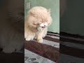 khubsurat to hu 😍 #shortvideo #catfunny