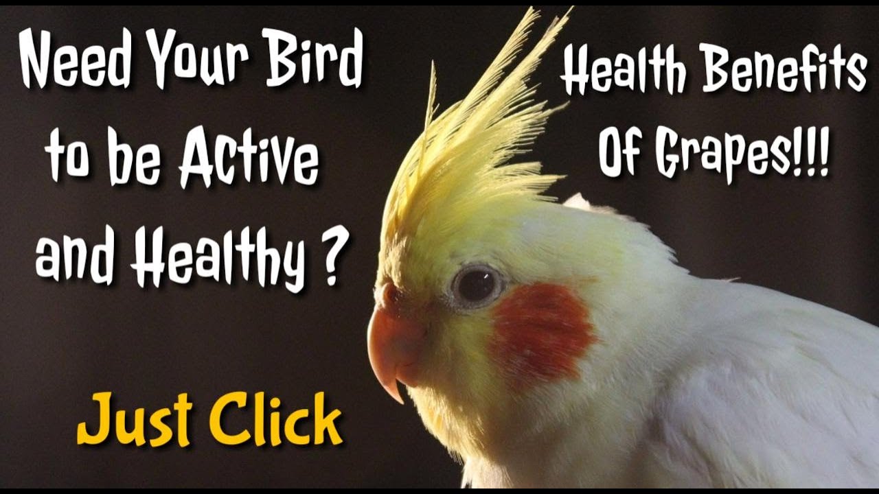 Health benefits of Grapes for Cockatiel and other Parrots YouTube