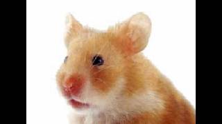 Bendover - My Hamster Tim (Original Song) HD