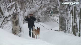 Как правильно провозить собаку в автобусе и нужен ли ей билет?