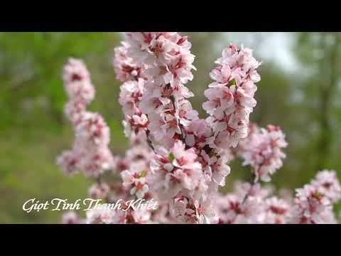 Giọt Tình Thanh Khiết- Lynh Nghy