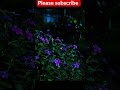 Beautiful Rain and Nature Sounds for Relaxation | Calm Forest Ambience
