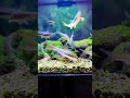 bottom-filtered tanks and air tanks #aquarium #aquascapelowtech #aquascape #aquascapegallery