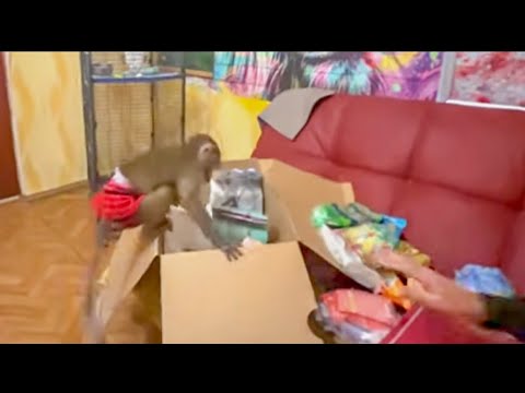 Степашка и Маняшка так замечательно РАСПАКОВЫВАЛИ подарок, но тут из вольера ВЫРВАЛАСЬ Люська)))