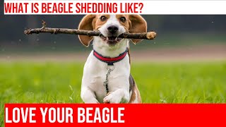 Managing Your Beagle's Shedding: Tips & Tricks