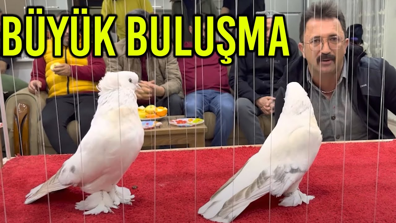 Büyük Ustalar, Büyük Buluşma - Kürenk Kulübü