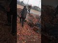 40 طن بصل في برشيد