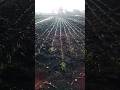कांदा रोप 🔥 #shortsfeed #shorts #onion #seeds #farming #agricultura #subscribe #fe