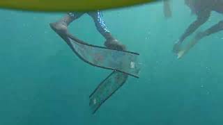 Exmouth whalesharks clip 10