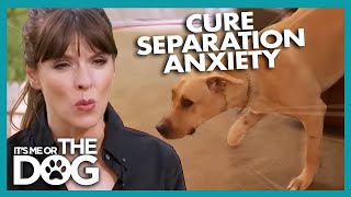 How To Cure A Dog's Separation Anxiety | It's Me Or The Dog