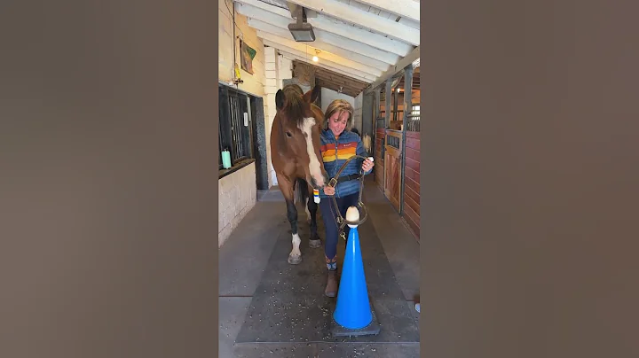 Teaching a Horse to Lower his Head for the Halter ...