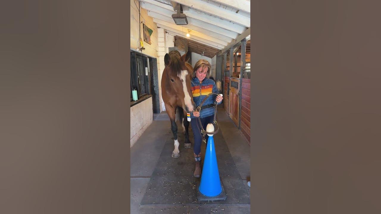 Teaching a Horse to Lower his Head for the Halter Using Positive
