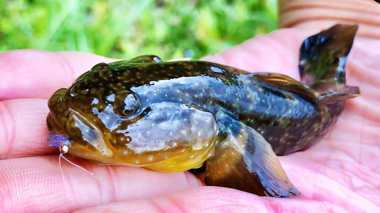 チチブのフライフィッシング | Goby on the Fly - YouTube