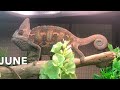 9 month time lapse of veiled chameleon growth