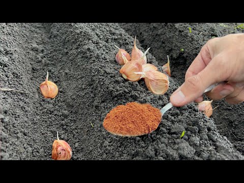 Video: Qışlamış sarımsağı nə vaxt yığmaq lazımdır?
