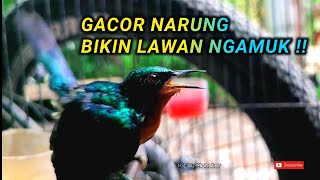 KOLIBRI WULUNG GACOR NARUNG !!