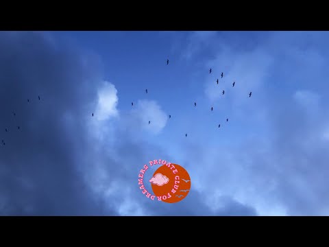 YouTubeでKALASH CRIMINEL - FALLAIT MLE DIRE AVANT | nazaré, portugal 04 | private club for dreamers editを視聴