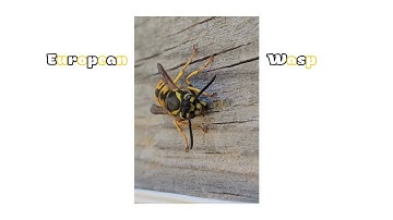 European Wasp Close-Up! | Vespula (Germanica) 🐝 #wasp #europeanwasp #insects #nature