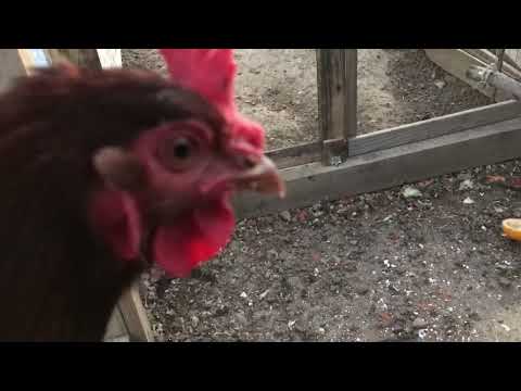 Chickens Mating Compilation