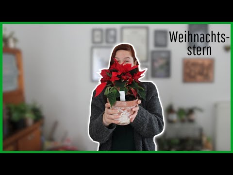 zimmerpflanzen angebot Rette mich: Zimmerpflanzen 12er Set kaufen