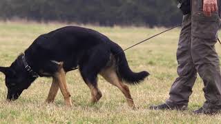 Tigerdyrets Balou Sportræning