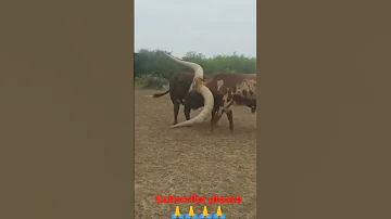 Big Singh Sand Cow Status Short Video Viral 