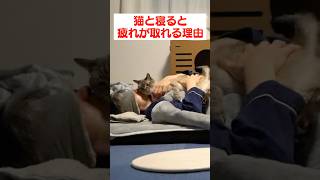 この布団、モフモフすぎんだろ…