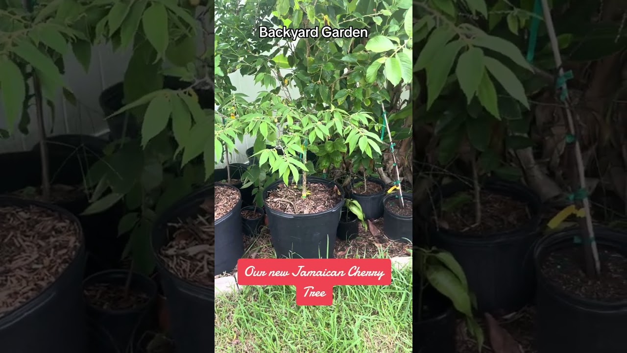 Jamaican Cherry Tree in Your Garden 